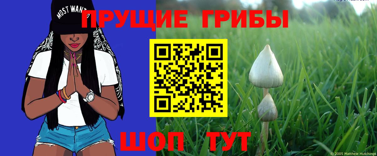 Псилоцибиновые грибы Cubensis  Вход с VPN  Бахчисарай  Галлюциногенные грибы мухоморы 